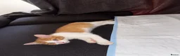 Mixed Breed cats for sale: 11 week ginger male kitten - Advert 1