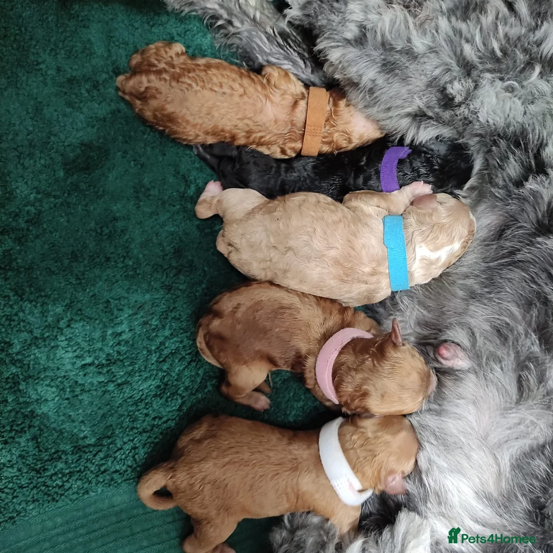 Toy Poodle dogs for stud:  stud toy poodle, KC reg and DNA tested and clear in Gloucester - Advert 18
