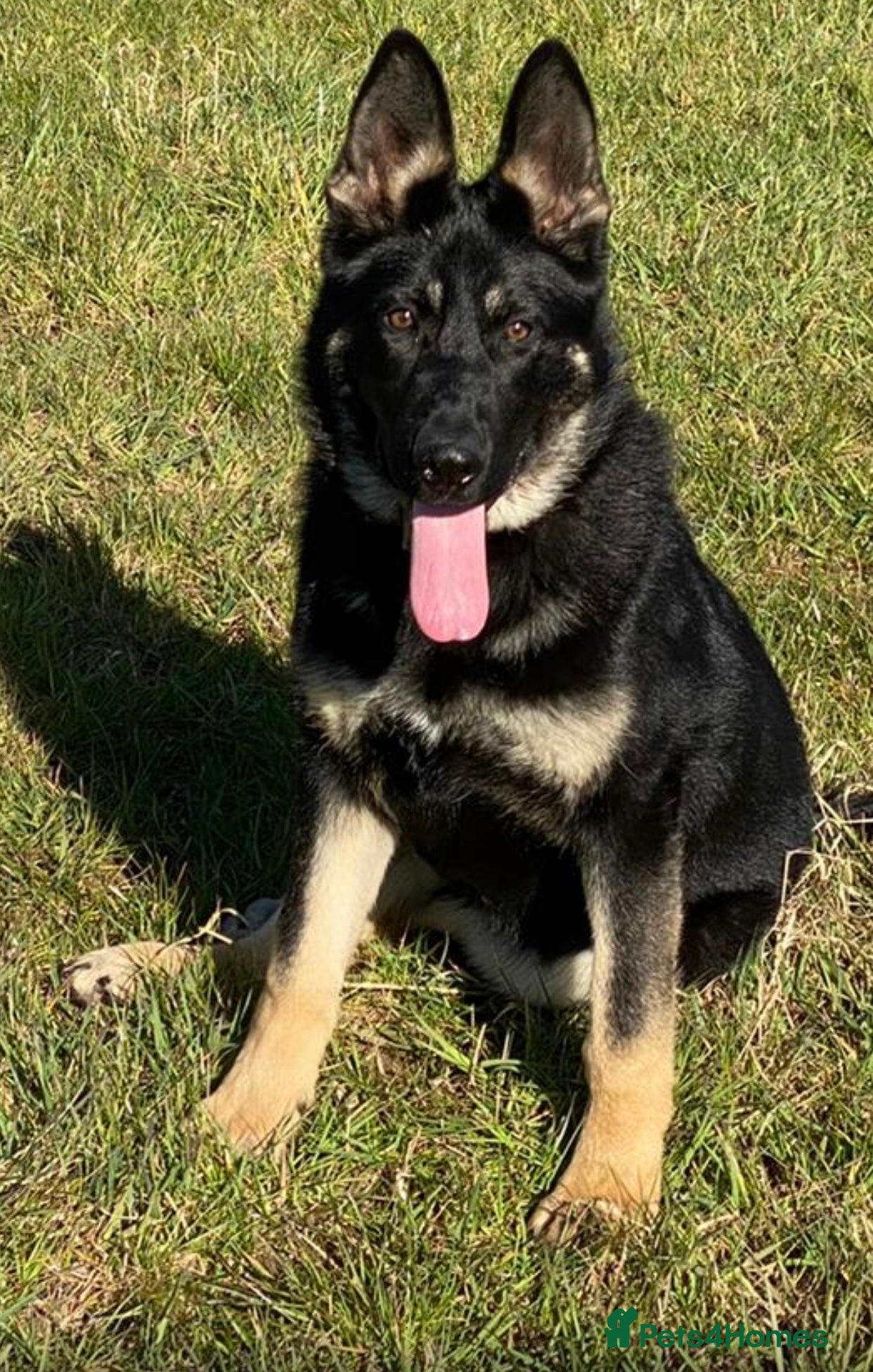 German Shepherd dogs FIVE EXCLUSIVE GSD PUPS, HOME RARED AND BRED. - Advert 9