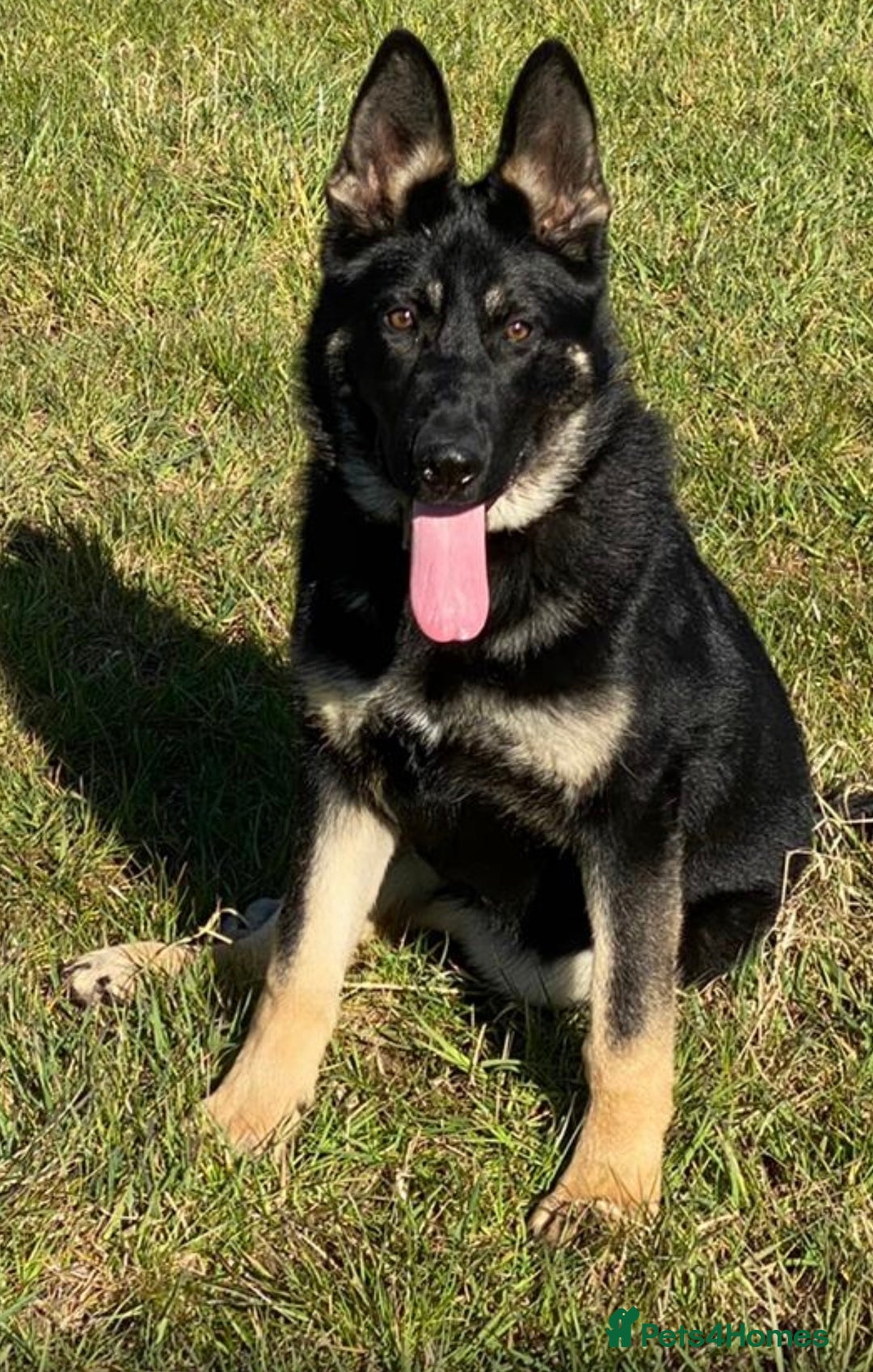 German Shepherd dogs for sale: FIVE EXCLUSIVE GSD PUPS, HOME RARED AND BRED. - Advert 1