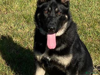 German Shepherd dogs FIVE EXCLUSIVE GSD PUPS, HOME RARED AND BRED. - Advert 16