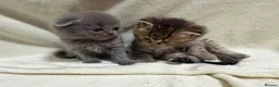 Scottish Fold cats for sale: Scottish fold/British  - Advert 4