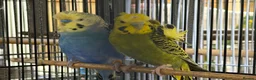 Budgerigars birds for sale: Breeding pairs helicopter budgies available  - Advert 5