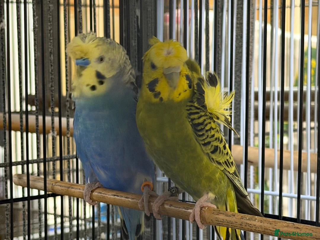 Budgerigars birds for sale: Breeding pairs helicopter budgies available  - Advert 5