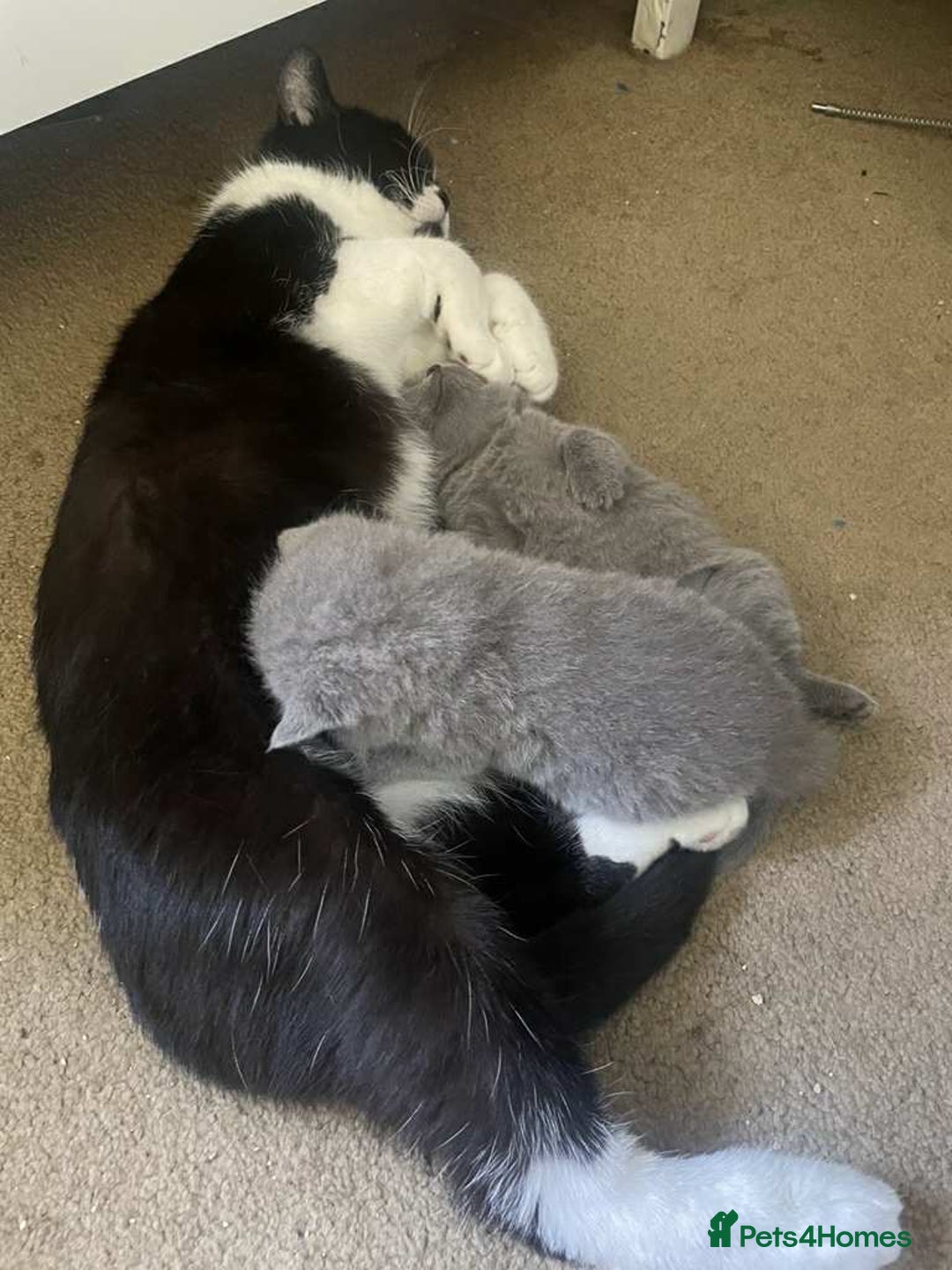 British Shorthair cats for sale: GCCF Registered British Shorthair Kittens  - Image 19