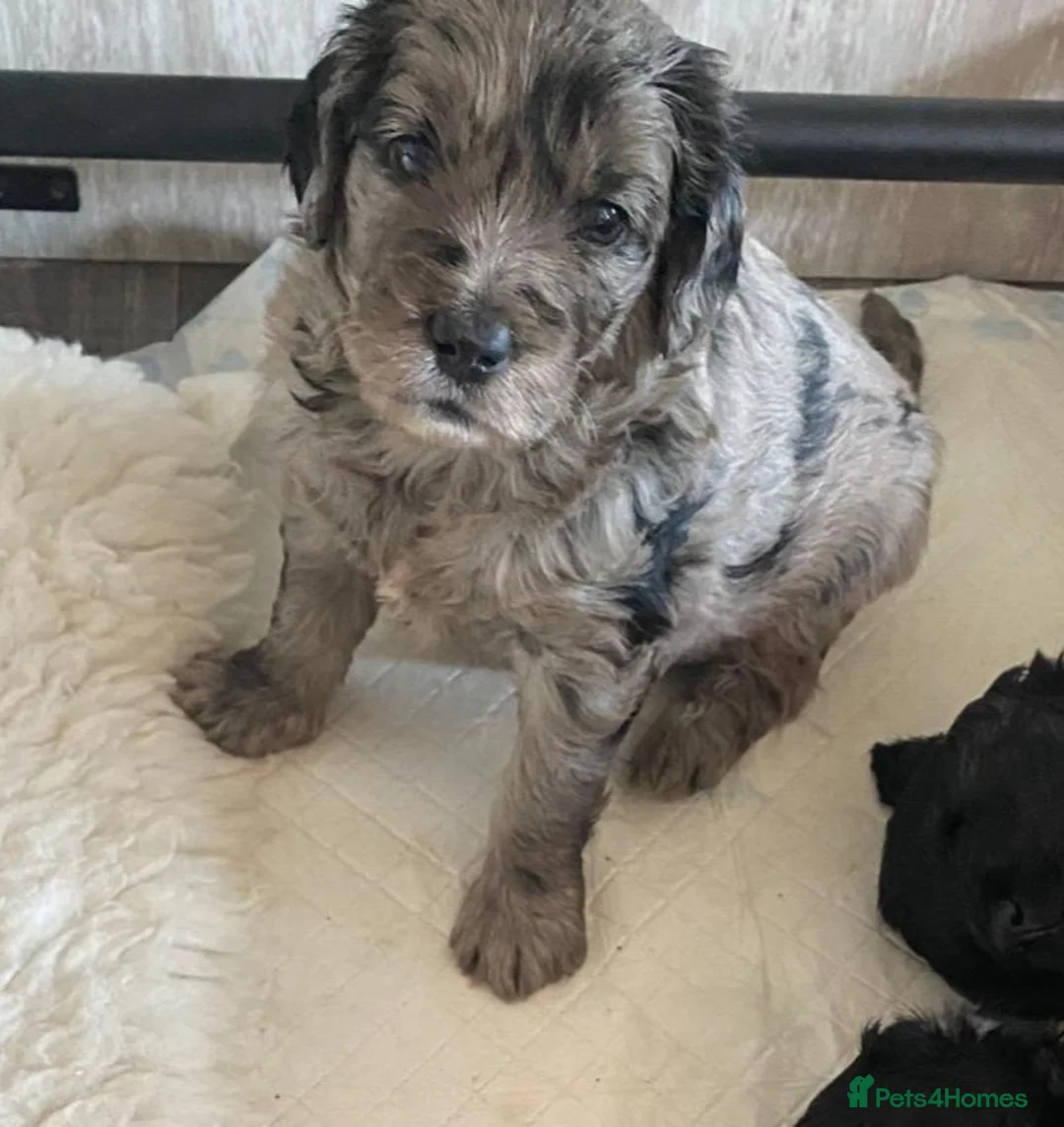Mini Goldendoodle dogs for sale: F1 Goldendoodle - Advert 2