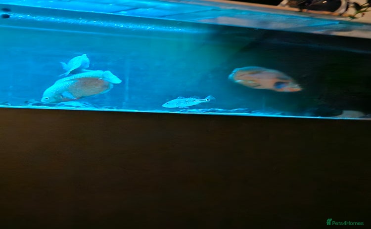 Other/Mixed Breed fish - Advert 1