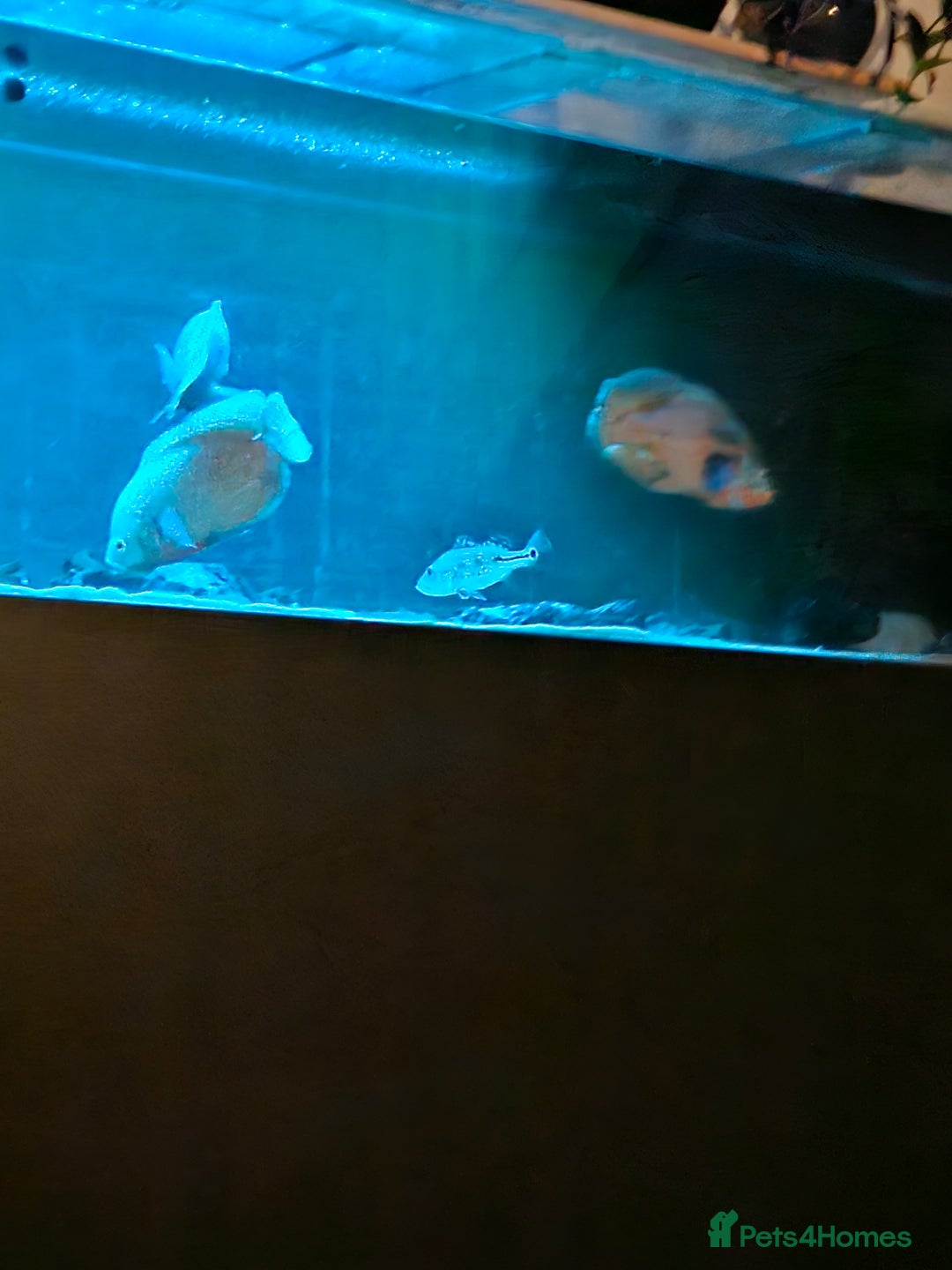 Other/Mixed Breed fish for sale: Peacock bass - Image 1
