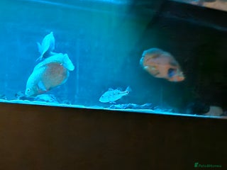 Other/Mixed Breed fish - Advert 40