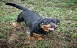 Rottweiler dogs for sale: Quality Rottweiler puppies - Image 4