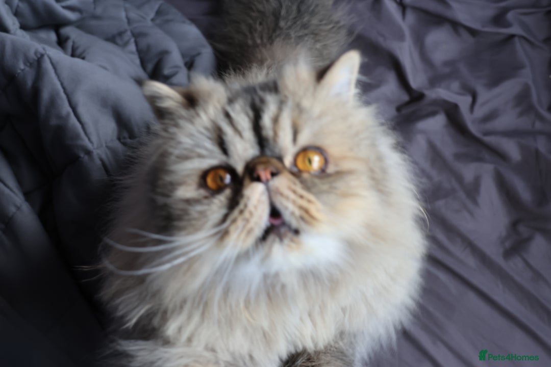 Persian cats for sale: Eric & Mickey - Advert 2