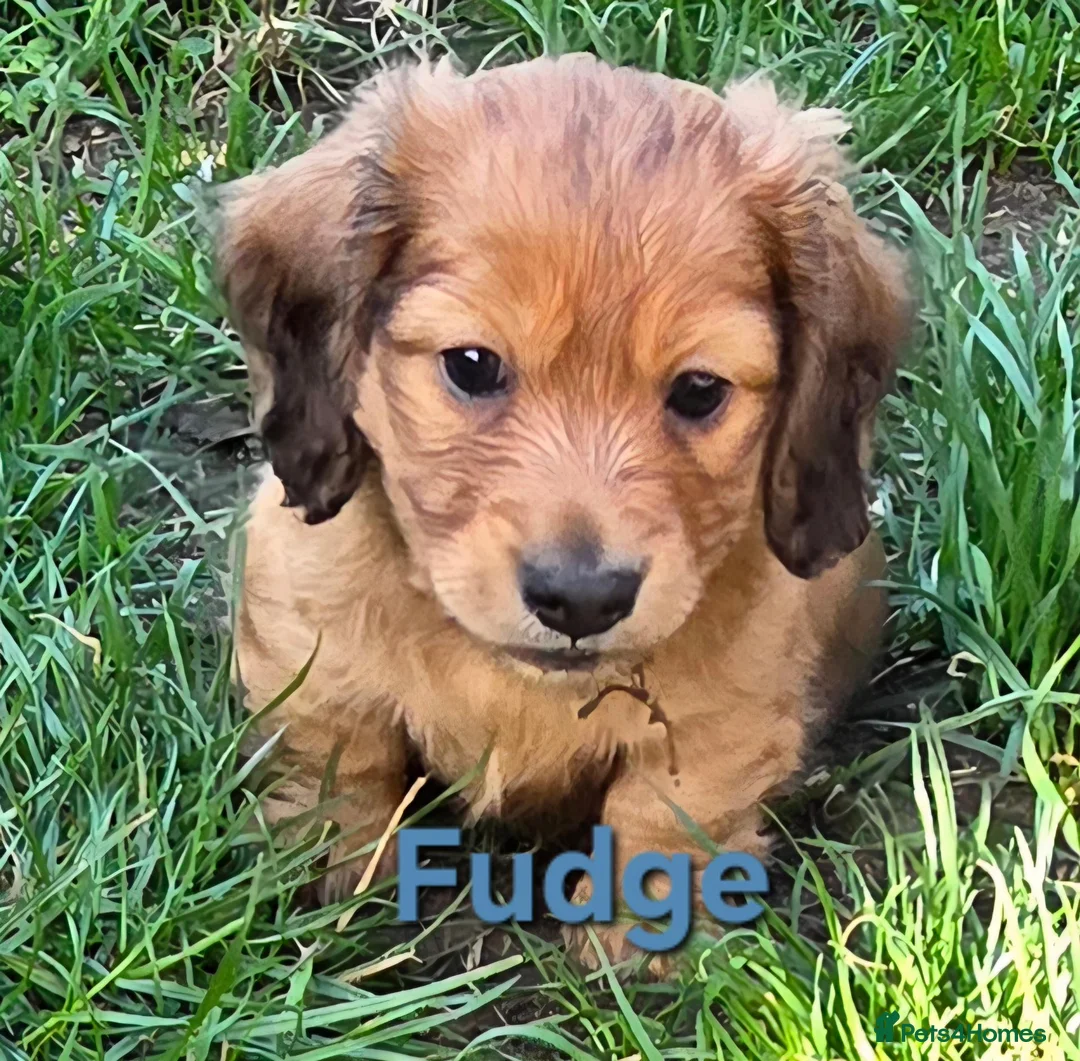 Dachshund dogs for sale: 4 Long Haired Mini Dachshunds beautifully stunning - Advert 1