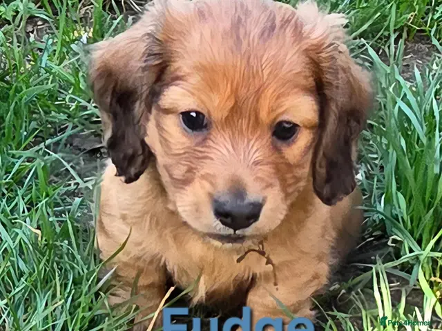 Dachshund dogs for sale: 3 Stunning Long Haired Miniature Dachshund boys !! - Advert 2