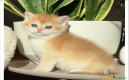 British Shorthair cats for sale: World Class Golden BSH/BLH Chinchilla, Shaded & CP - Image 14