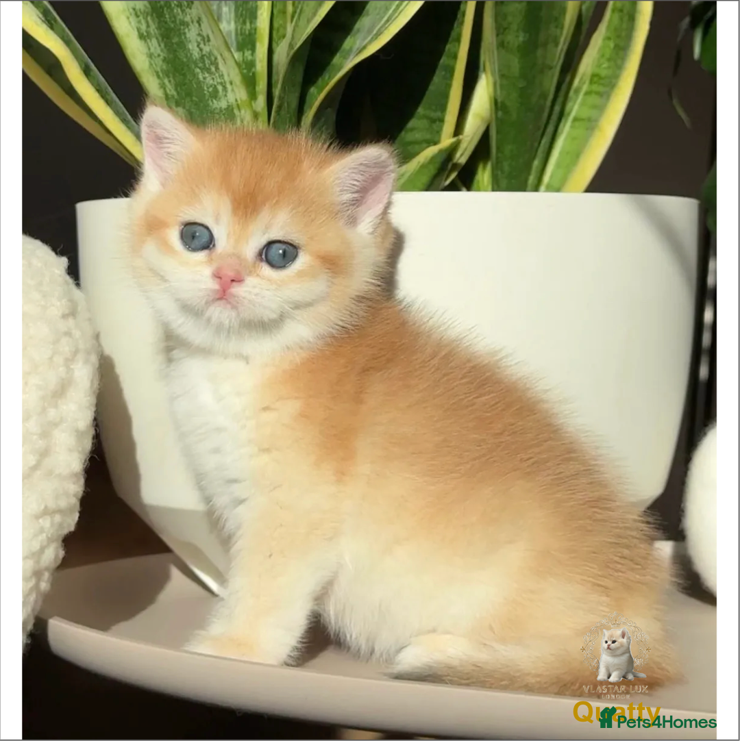 British Shorthair cats for sale: World Class Golden BSH/BLH Chinchilla, Shaded & CP - Image 14