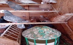 Pigeons birds for sale: Almonds Portuguese tumblers other colours  - Image 3