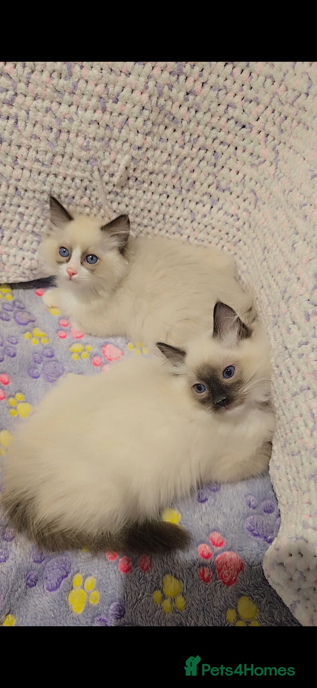 Ragdoll cats for sale: TICA REGISTERED KITTENS/Active - Advert 32