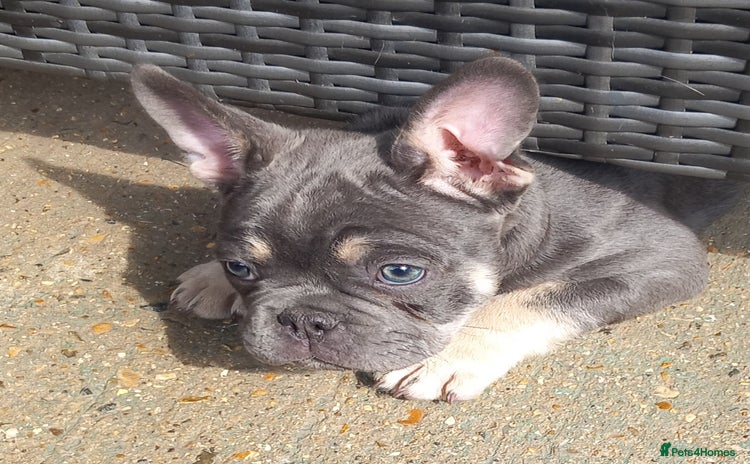 French Bulldog dogs - Advert 12