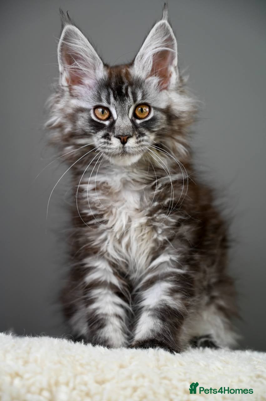 Maine Coon cats 🧬 Champion line kittens - TICA REGISTERED 🎖️ - Advert 14