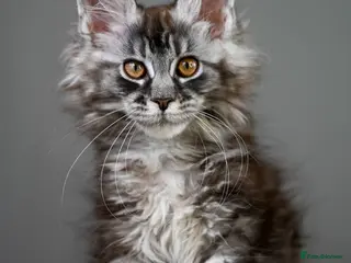 Maine Coon cats 🧬 Champion line kittens - TICA REGISTERED 🎖️ - Advert 14