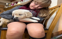Golden Retriever dogs for sale: Out of DNA tested, kind & Champion bloodlines - Image 36
