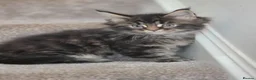 Maine Coon cats for sale: Beautiful Male Maine Coon kittens - Advert 2