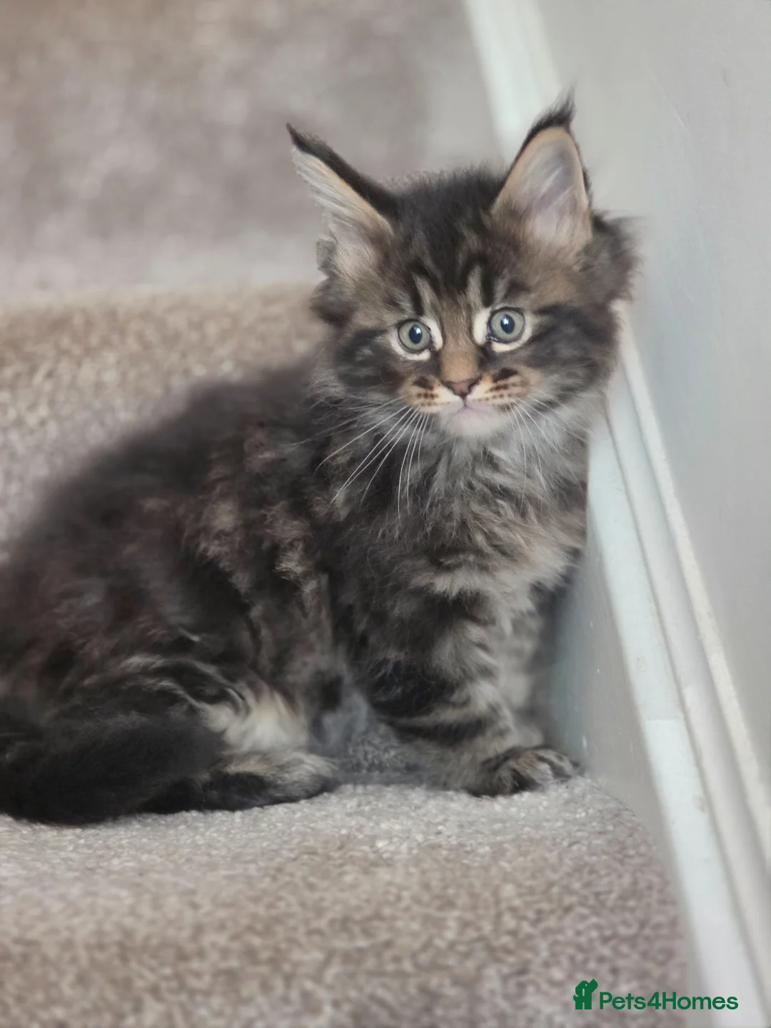 Maine Coon cats for sale: Beautiful Male Maine Coon kittens - Advert 2