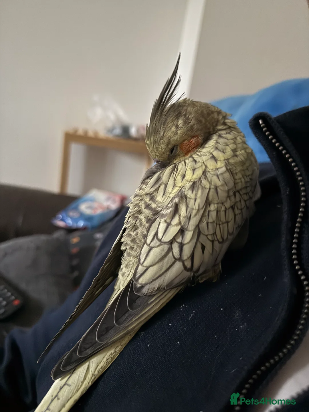 Cockatiels birds for sale: Handtame Cockatiel Daughter for Loving Home - Advert 5