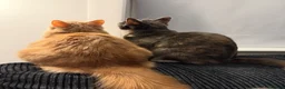 Mixed Breed cats for sale: Brother & Sister cats available in Glasgow - Advert 5