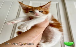 Maine Coon cats for sale: 🐾🦁 *TICA REG* GINGER MAINE COON KITTENS🦁🐾 - Image 4