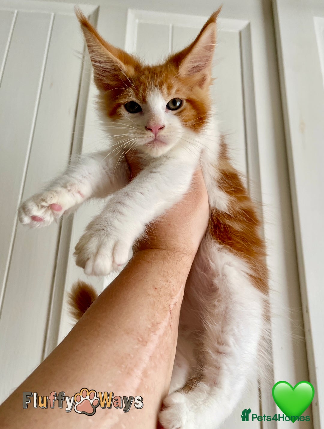 Maine Coon cats for sale: 🐾🦁 *TICA REG* GINGER MAINE COON KITTENS🦁🐾 - Image 4