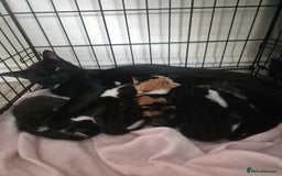 British Shorthair cats for sale: 2 adorable kittens - Image 3