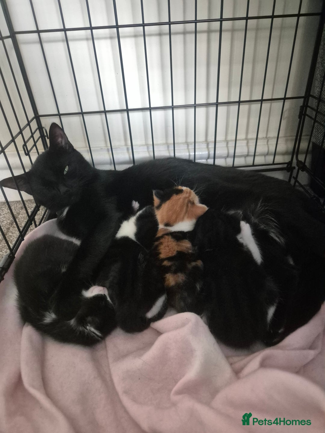 British Shorthair cats for sale: 2 adorable kittens - Image 3