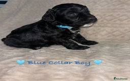 Cavapoo dogs for sale: Beautiful F1 Cavapoo Puppies  - Image 4