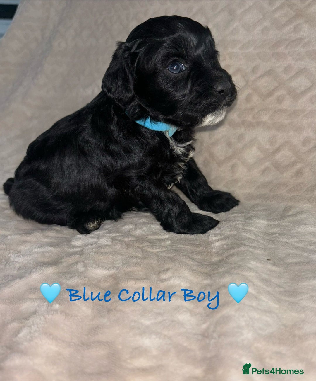 Cavapoo dogs for sale: Beautiful F1 Cavapoo Puppies  - Image 4