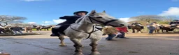 Irish Draught horses for sale: The ‘Hero’ We All Need  - Advert 9