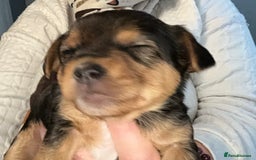 Mixed Breed dogs for sale: Jackawawa puppies 🐾💙1 boy left 💙🐾 - Image 21