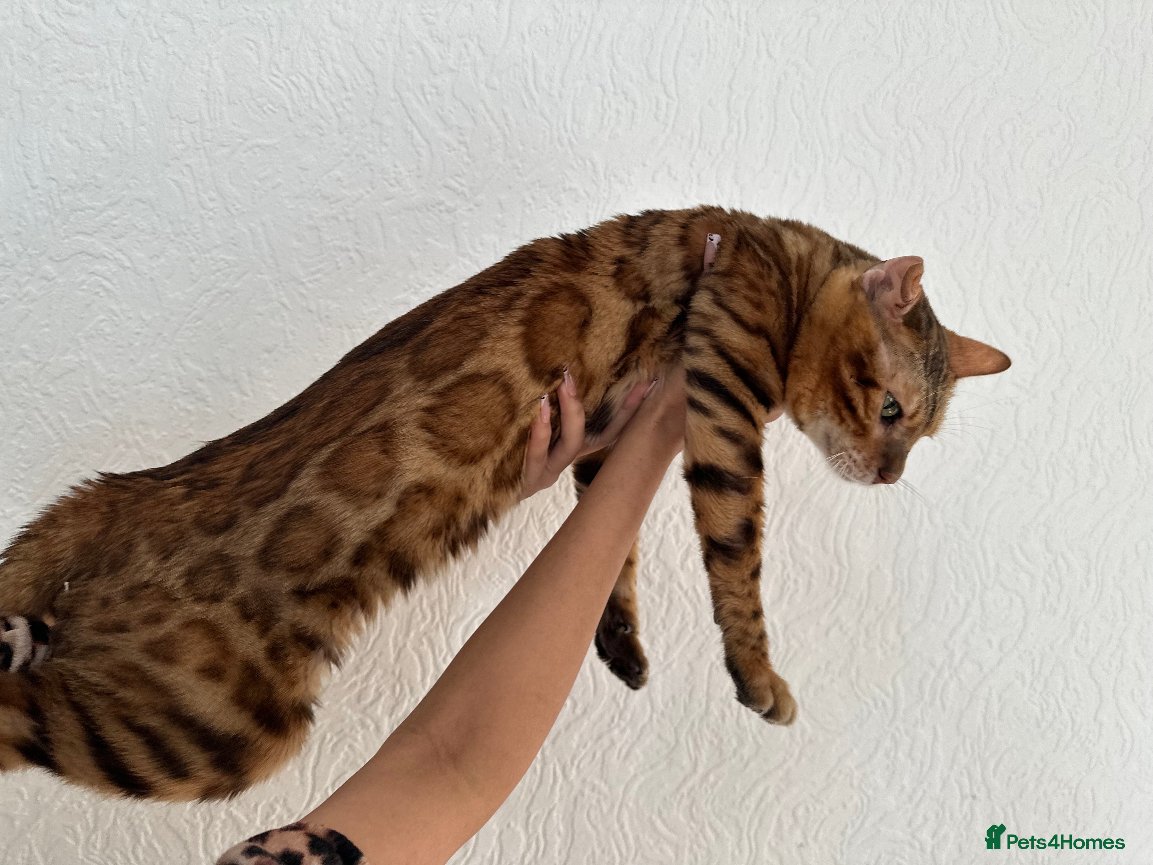 Bengal cats Beautiful bengal stud⭐️ - Advert 11