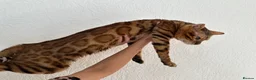 Bengal cats for stud: Beautiful bengal stud⭐️ - Advert 1