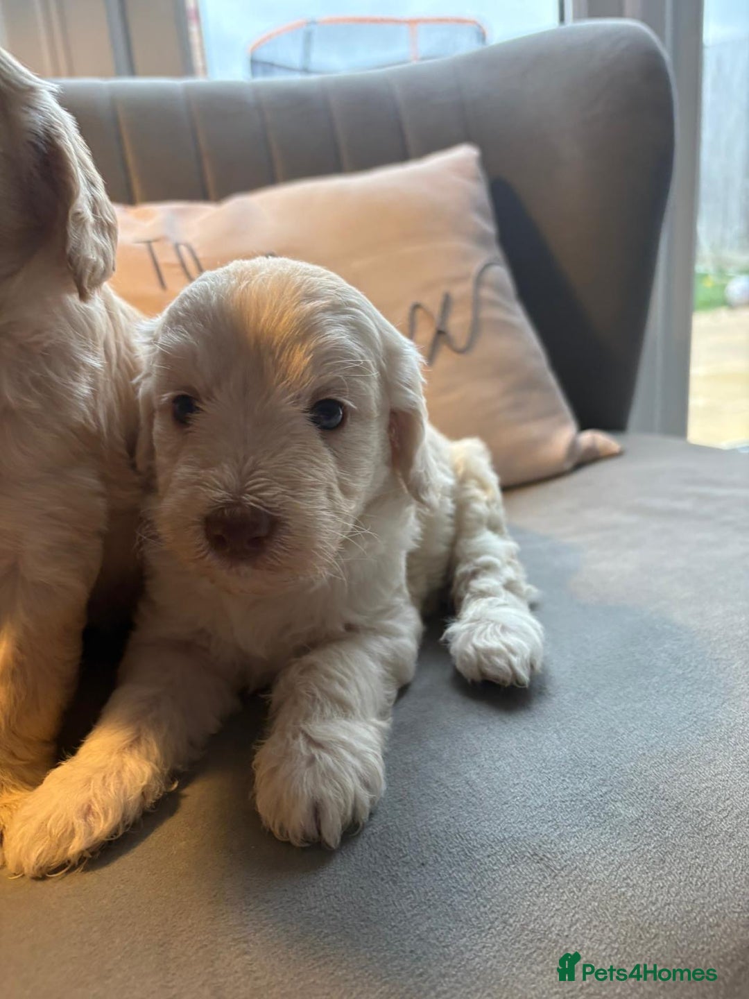 Labradoodle dogs for sale: Labradoodle puppies x 3 girls left ❤️ - Advert 7