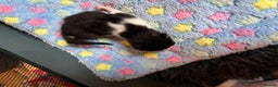 Mixed Breed cats for adoption: Rescue kittens looking for perfect homes - Advert 10