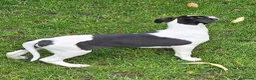 Whippet dogs for sale:  Gorgeous girl ready now - Advert 3
