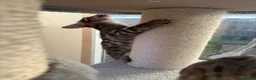 Bengal cats for sale: TICA 🔥 Pedigree health tested 🐾 Bengal Kittens  - Advert 20