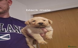 Labrador Retriever dogs for sale: Fox red kc labrador puppies - Image 3