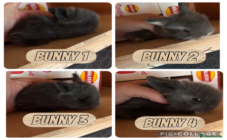 Lionhead rabbits - Advert 13