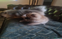 Pomeranian dogs for sale: Xxs Pomeraniums  - Image 19