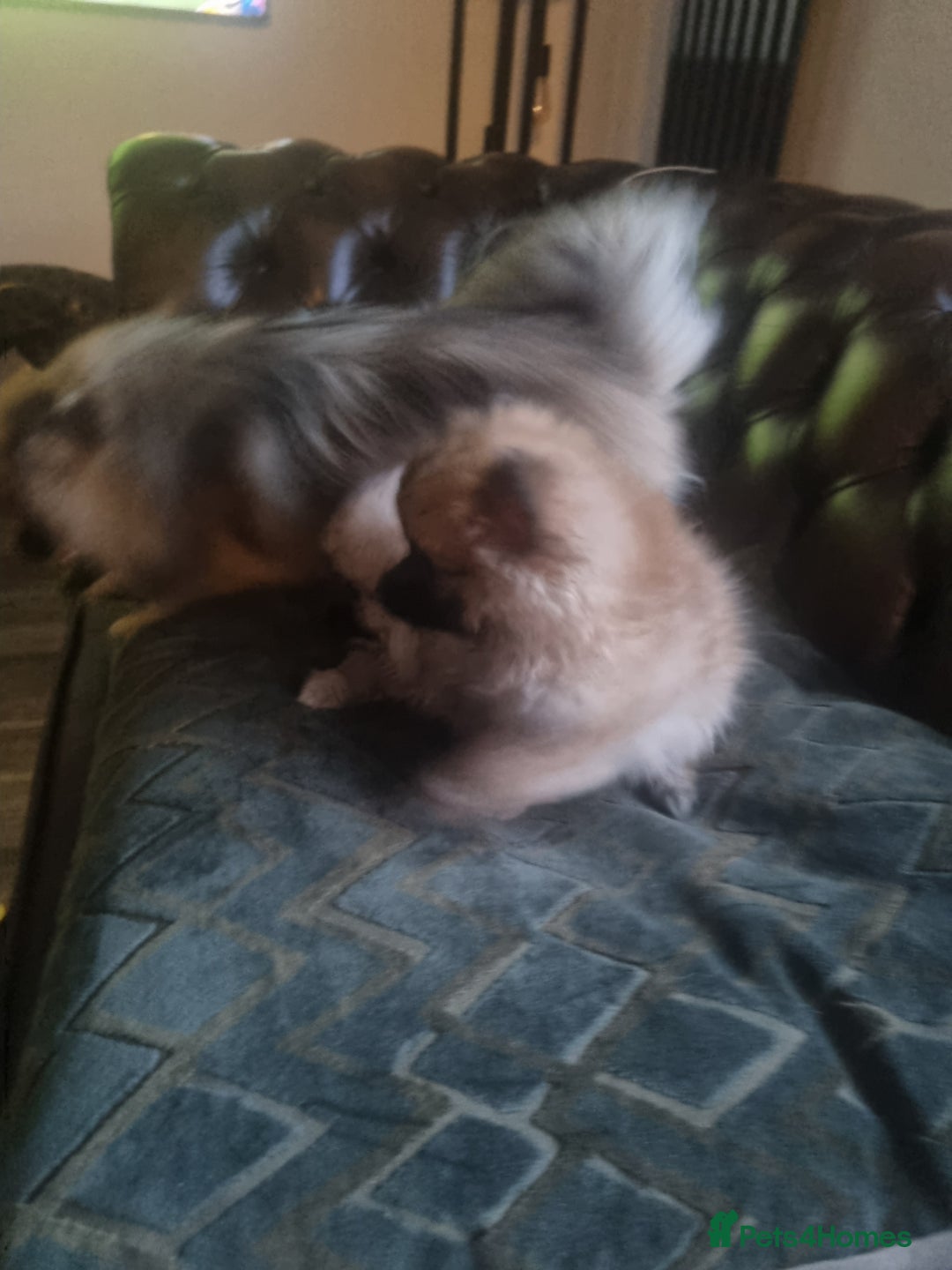 Pomeranian dogs for sale: Xxs Pomeraniums  - Image 19