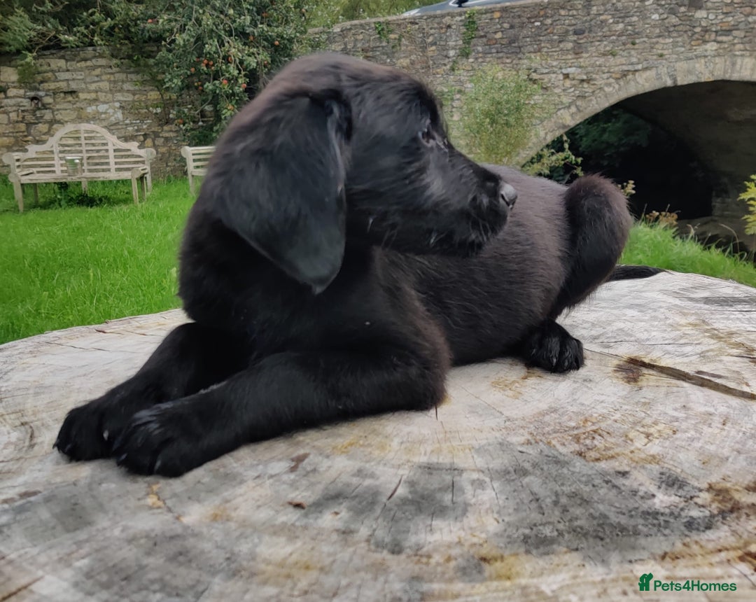 Mixed Breed dogs for sale: Beauceron/Doberman Pups - Image 5