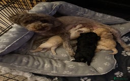 Cockapoo dogs for sale: Beautiful cockapoo puppies 🐶  - Image 23