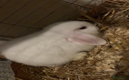 Mini Lop rabbits for sale: Beautiful blue eyed mini lop   - Image 3